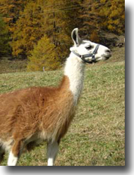 lama.jpg